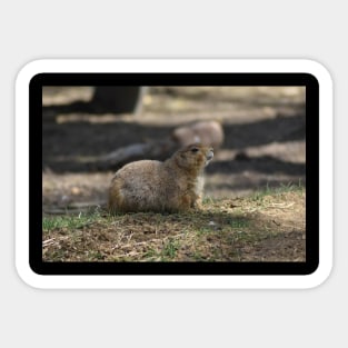 Prairie Dog Sticker